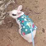clothes for bunnies